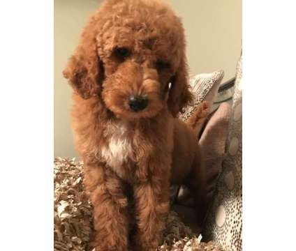 Goldendoodle f1b male and females