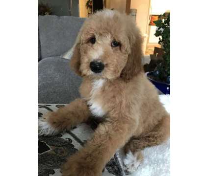 Goldendoodle f1b male and females
