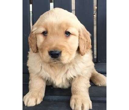 jhgkyt AKC registered Golden Retriever puppies available