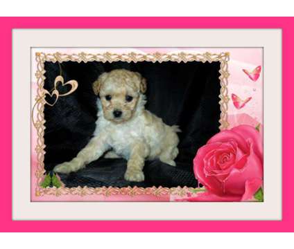 Extremely Beautiful Maltese Mixed with Poodle Pups in San Jose