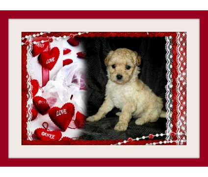 Extremely Beautiful Maltese Mixed with Poodle Pups in San Jose