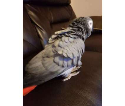 African grey extremely tame & excellent talker