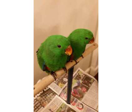 Boys and Girls Handreared Red Sided Eclectus Baby's
