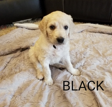 Goldendoodle PUPPY FOR SALE ADN-111236 - English Cream Goldendoodle