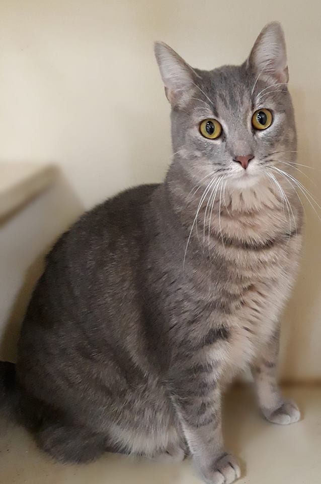 Adopt SIETE a Gray or Blue Domestic Shorthair (short coat) cat in Pilot Point