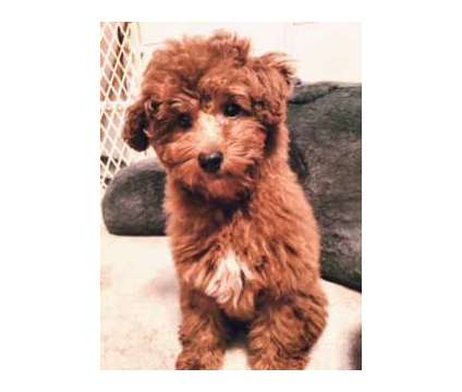 Female Red Toy Poodle