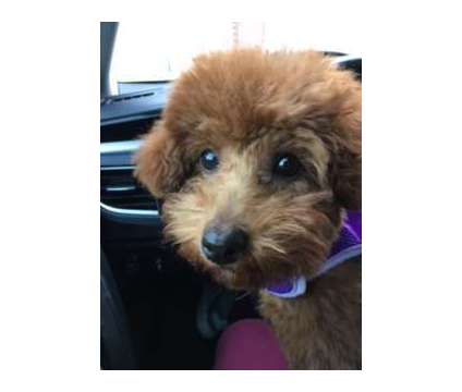 Female Red Toy Poodle