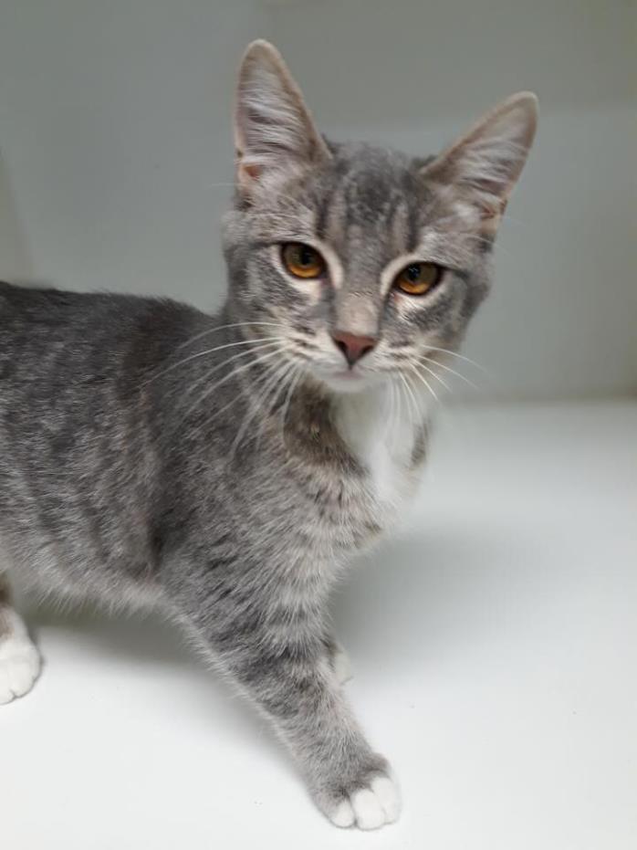 Adopt ION a Gray or Blue Domestic Shorthair (short coat) cat in Pilot Point