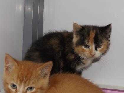 Adopt 40250168 a All Black Domestic Shorthair / Domestic Shorthair / Mixed cat