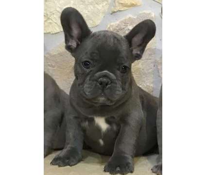 mbjmft French bulldog puppies available