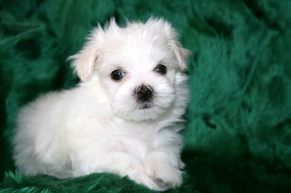 Maltese PUPPY FOR SALE ADN-110502 - Maltese Female Puppy