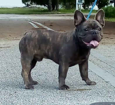French Bulldog PUPPY FOR SALE ADN-63781 - Stud Frenchbulldog