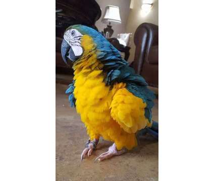 gggdgdhh Macaw parrots