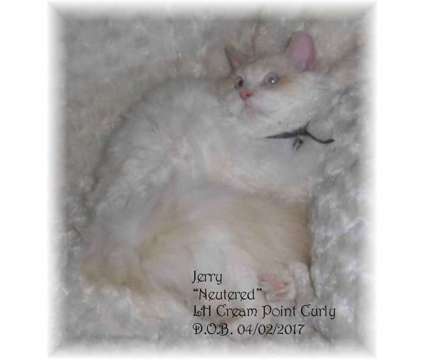 Selkirk Rex Curly Male