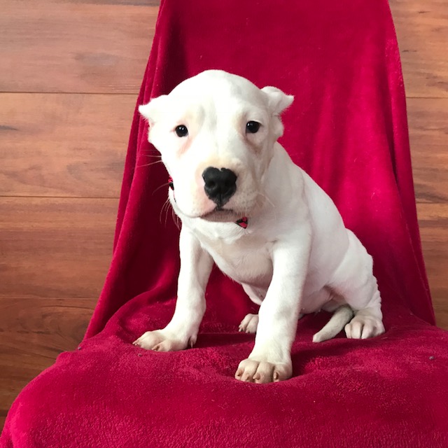 Dogo Argentino PUPPY FOR SALE ADN-63777 - AKC Tina