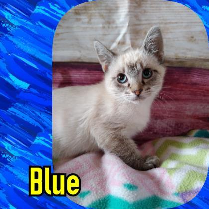 Adopt Blue a Brown or Chocolate Siamese / Domestic Shorthair / Mixed cat in