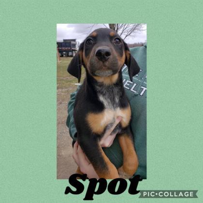 Adopt 11820 Spot a Black German Shepherd Dog / Rottweiler / Mixed dog in Erie