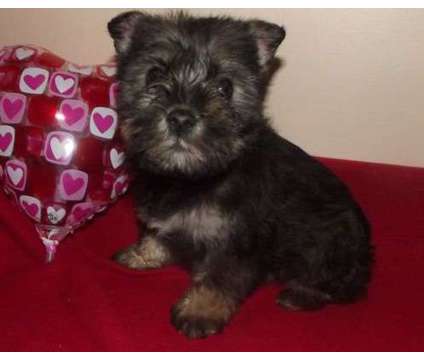 WTYHF Miniature Schnauzer Pups