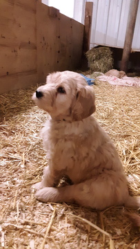 Goldendoodle PUPPY FOR SALE ADN-111293 - Holly