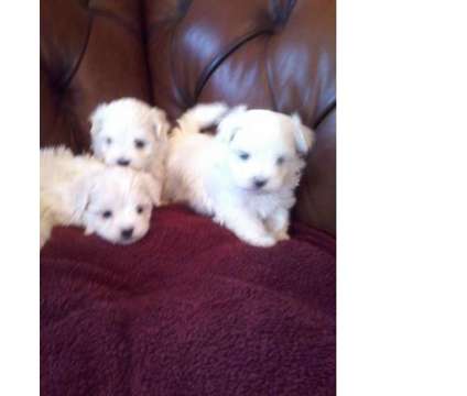 ghjjkkk maltese puppies ready to go