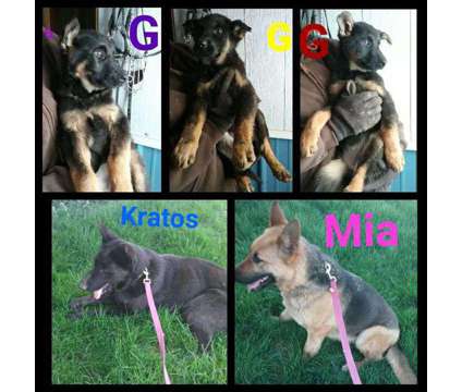 AKC german shepherd 13 weeks old females