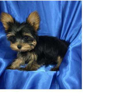 lkkgffgg yorkie puppies for new homes