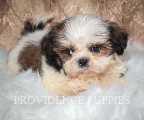 Shih Tzu PUPPY FOR SALE ADN-60684 - Sweet Shih Tzu puppy