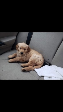 Golden Retriever PUPPY FOR SALE ADN-114363 - Unregistered GR puppy