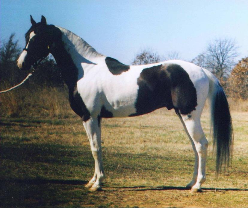152 Homozygous Pinto Saddlebred Arab Stallion