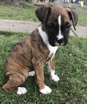 Boxer PUPPY FOR SALE ADN-60648 - AKC Boxer Puppies