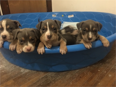 American Bully Puppies!