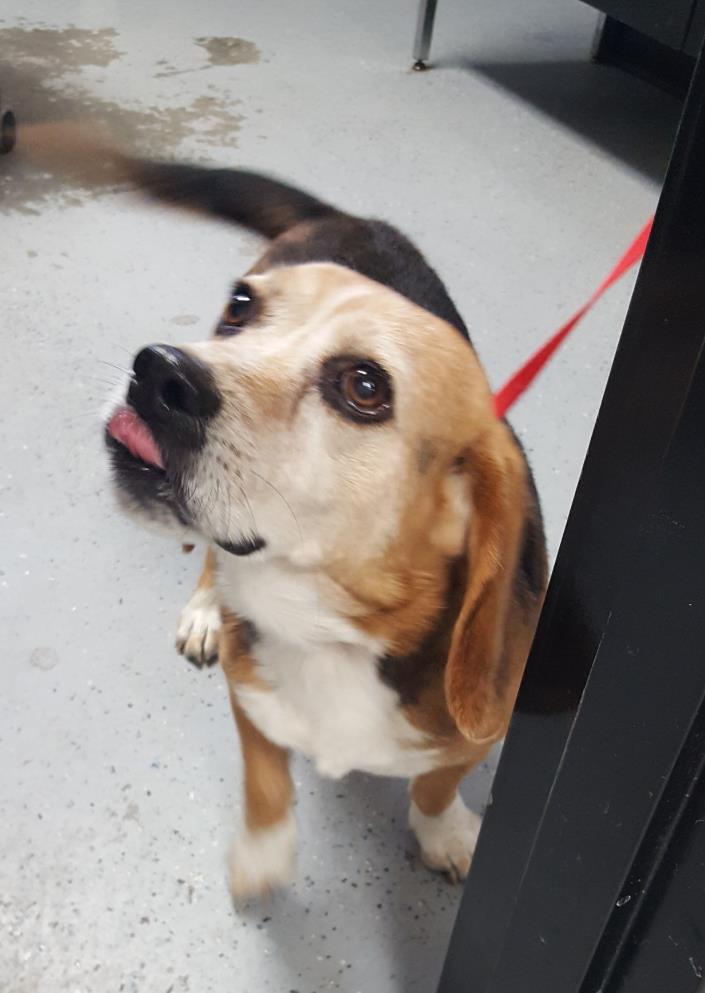 Adopt Benny a Beagle