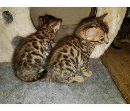 vfxgfd Bengal kittens available