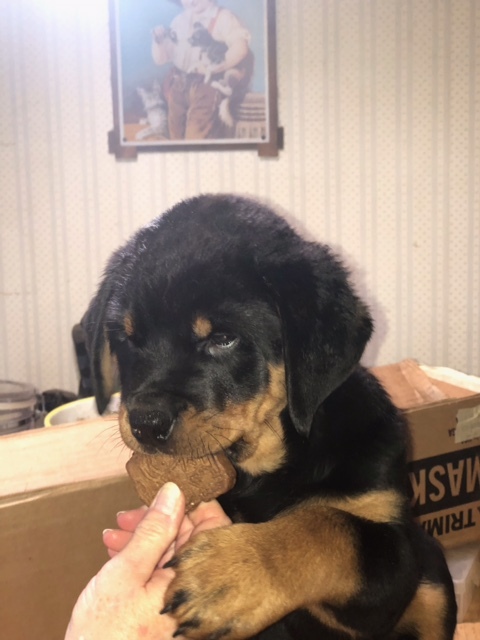 Rottweiler PUPPY FOR SALE ADN-111202 - Rottie Pups