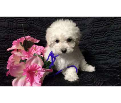 Absolutely Cute and Beautiful Maltese, Poodle Pups