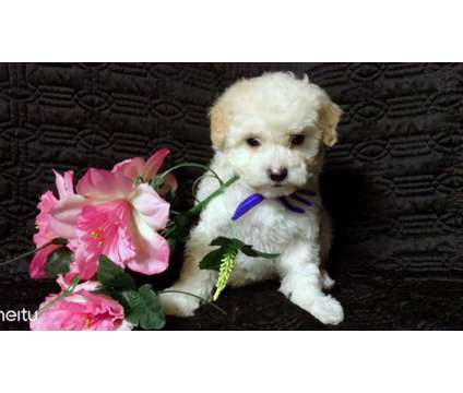 Absolutely Cute and Beautiful Maltese, Poodle Pups