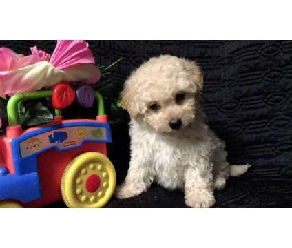 Absolutely Cute and Beautiful Maltese, Poodle Pups
