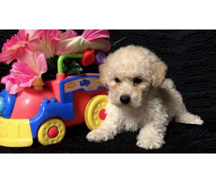 Absolutely Cute and Beautiful Maltese, Poodle Pups