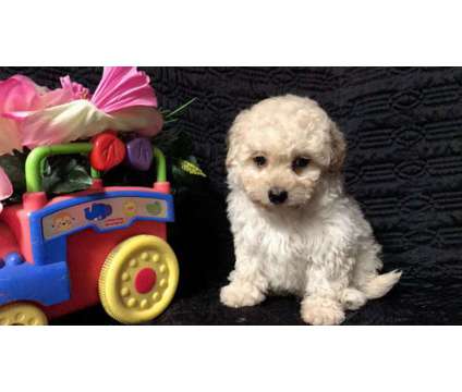 Absolutely Cute and Beautiful Maltese, Poodle Pups