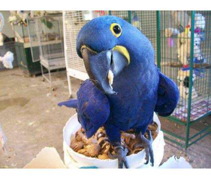 Sgfdjfh Hyacinth Macaw Parrots