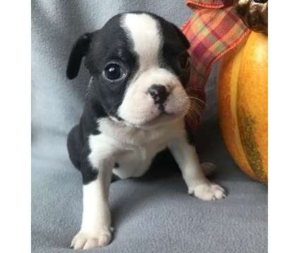 gfdgtrd Boston Terrier puppies available