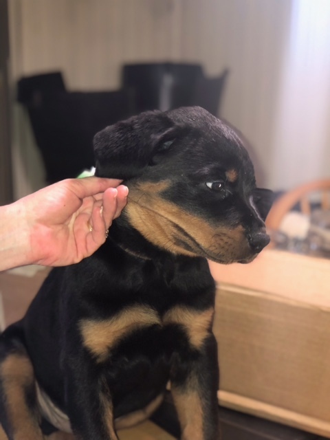 Rottweiler PUPPY FOR SALE ADN-111197 - Rottie Pups