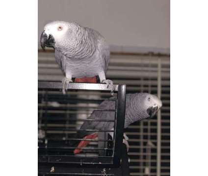 hgshdgs Lovely African Grey Parrots