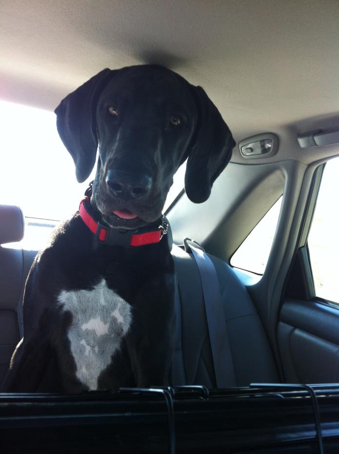 Adopt June a Black - with White Great Dane / Mixed dog in Campbellsville