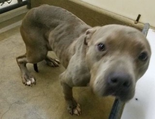 Adopt Josie a Gray/Blue/Silver/Salt & Pepper American Pit Bull Terrier dog in