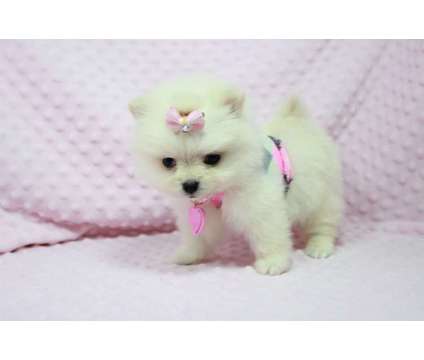 Gorgeous, Show Quality Teacup Pomeranian Puppies For Sale In Las Vegas