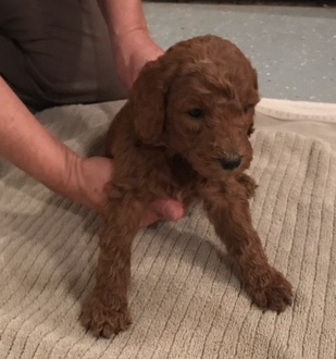 Poodle (Standard) PUPPY FOR SALE ADN-63191 - AKC RED STANDARD POODLE PUPPIES
