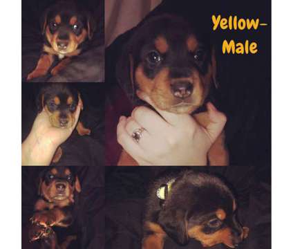 Rottweiler Mix