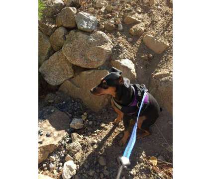 Lost Dog