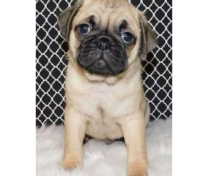 lhkgjut Pug puppies ready